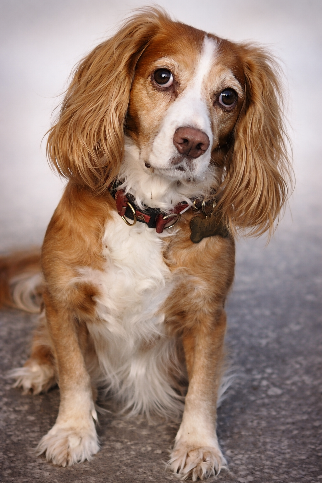 Amber the cocker spaniel in medieval costume